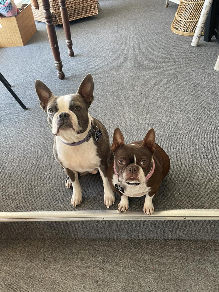 Itty Bitty and Pneuma, the Memory Lane shop dogs